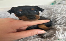 Miniature Pinscher dogs for sale: Stunning KC Miniature Pinscher puppies - Image 14