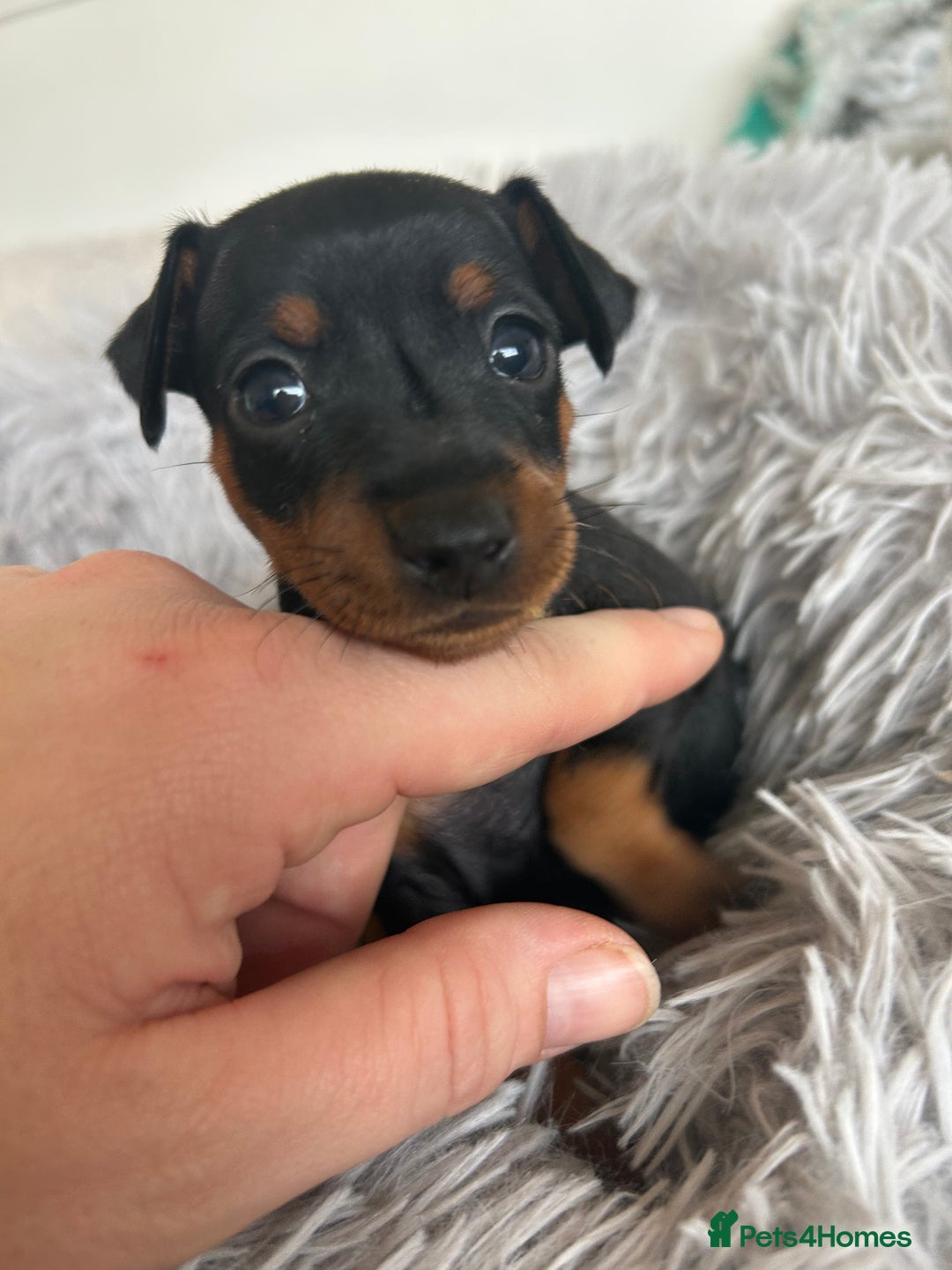 Miniature Pinscher dogs for sale: Stunning KC Miniature Pinscher puppies - Image 14