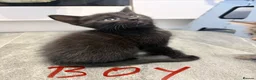 Mixed Breed cats for sale: Beautiful Mixed Breed Kittens.  - Advert 4
