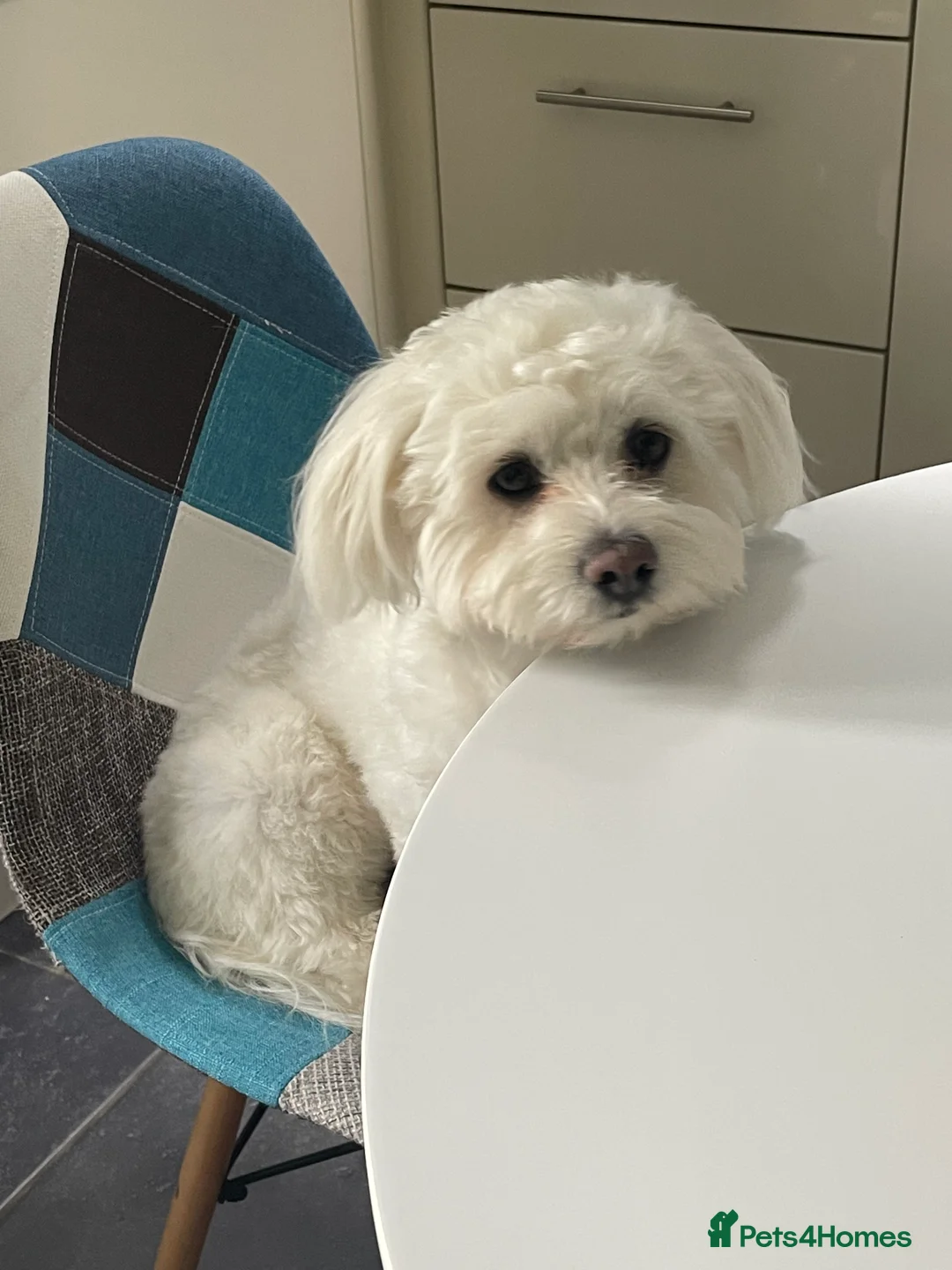 Maltese dogs for stud: Beautiful Maltese for stud - Advert 1