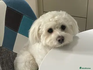 Maltese dogs Beautiful Maltese for stud - Advert 16