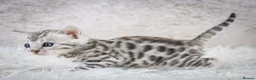 Bengal cats for sale: Stunning Silver Snow ❄️ Bengal Kittens  - Advert 29
