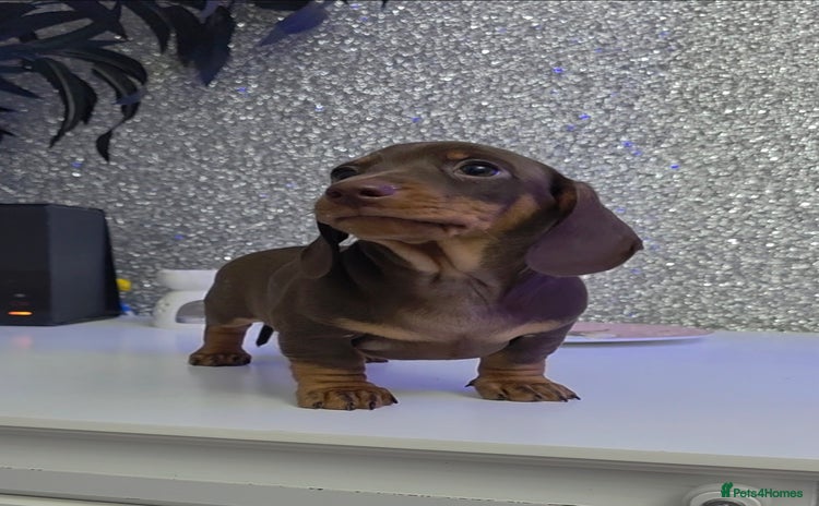 Miniature Dachshund dogs Miniature Dachshund Puppies  - Advert 4
