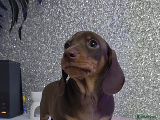 Miniature Dachshund dogs Miniature Dachshund Puppies - Advert 15