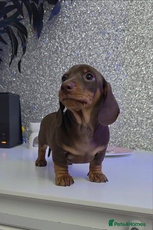 Miniature Dachshund dogs Miniature Dachshund Puppies - Advert 4
