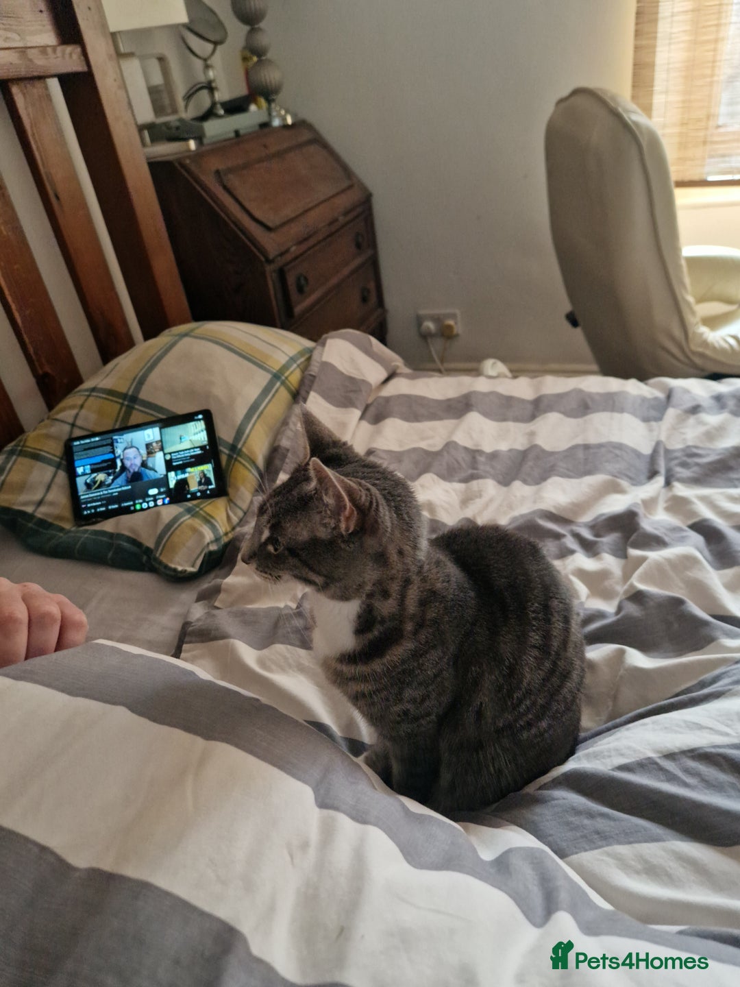 British Shorthair cats for sale:  CHOOKY needs a home - Advert 3