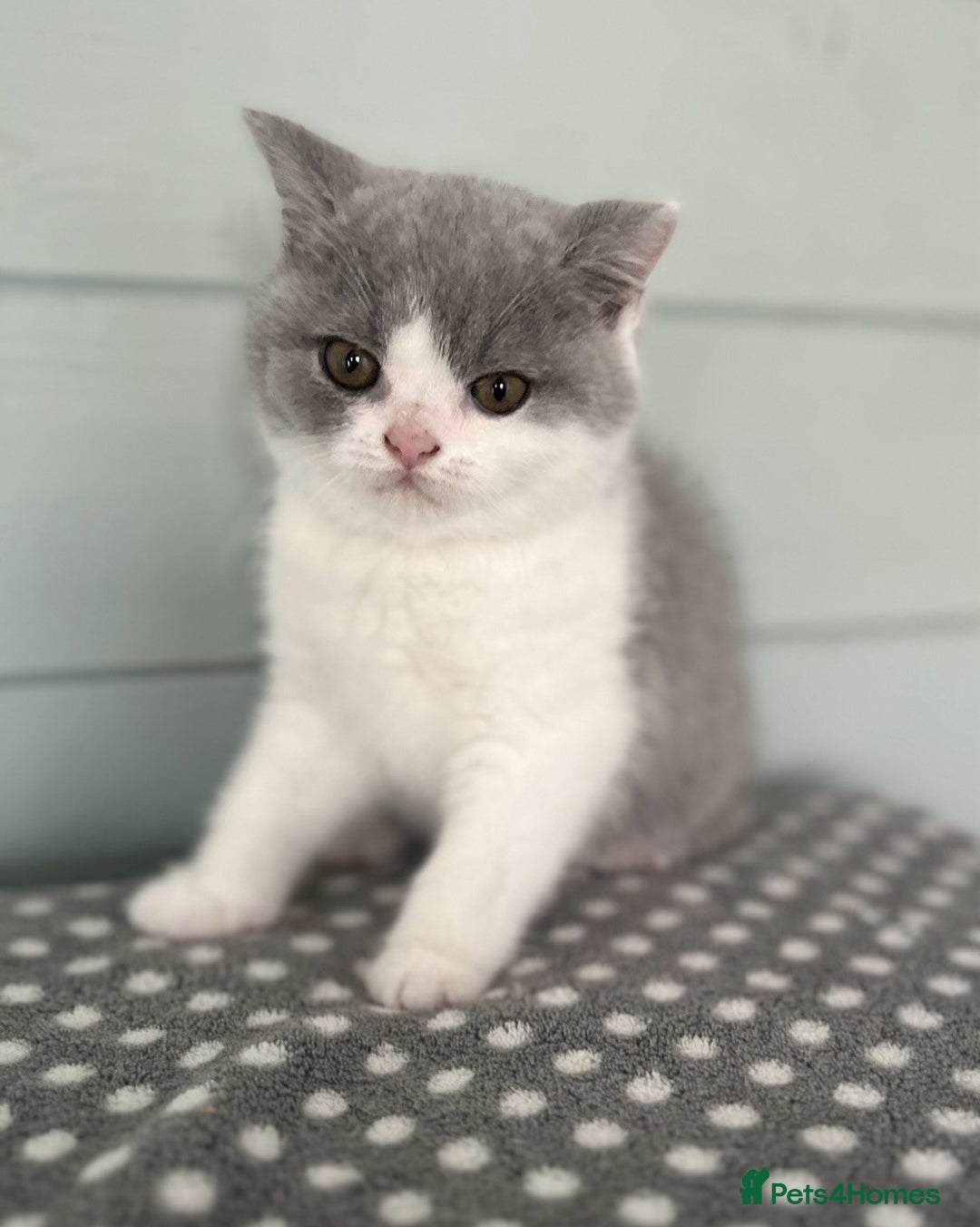 British Shorthair cats for sale: Blue/cream biocolour British short hair kitten - Image 20