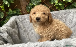 Sproodle dogs for sale: Stunning litter of Sproodle Pups - Image 3