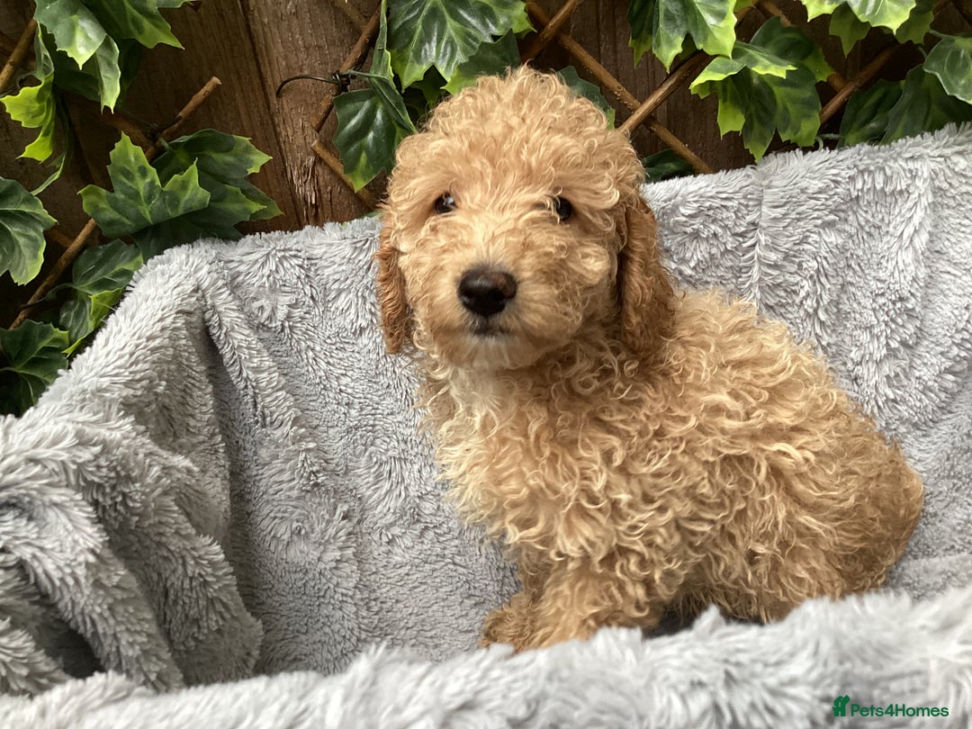 Sproodle dogs for sale: Stunning litter of Sproodle Pups - Image 3