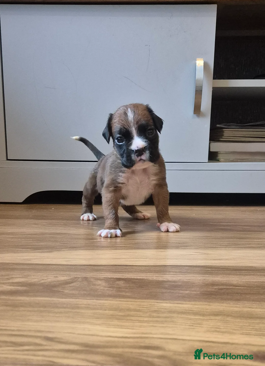 Boxer dogs for sale: STUNNING KC BOXER PUPPIES WITH CHAMPION BLOODLINES - Advert 12