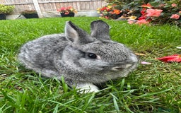 Netherland Dwarf rabbits for sale: Netherland Dwarf Rabbits For Sale  - Image 5