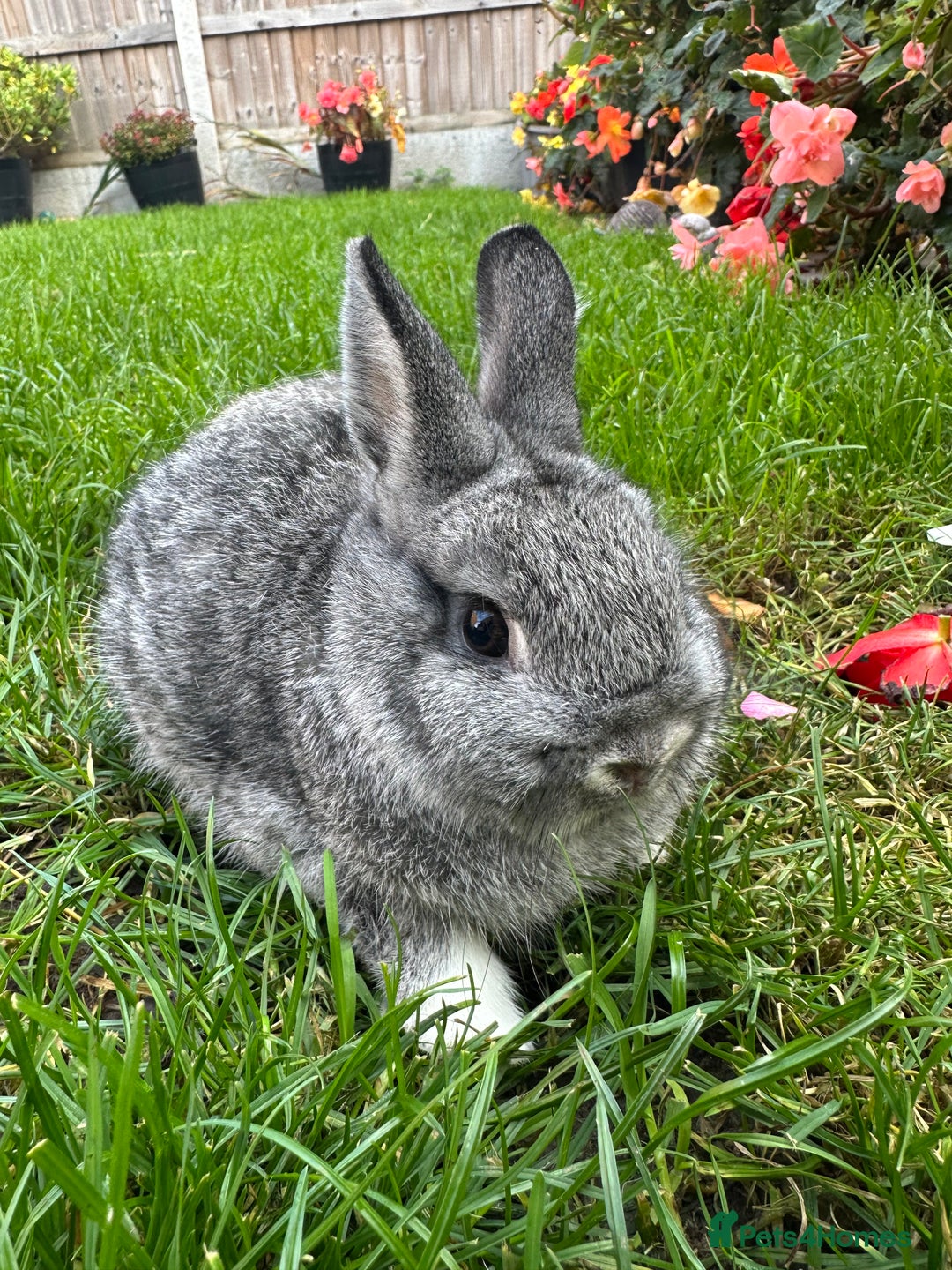 Netherland Dwarf rabbits for sale: Netherland Dwarf Rabbits For Sale  - Image 5