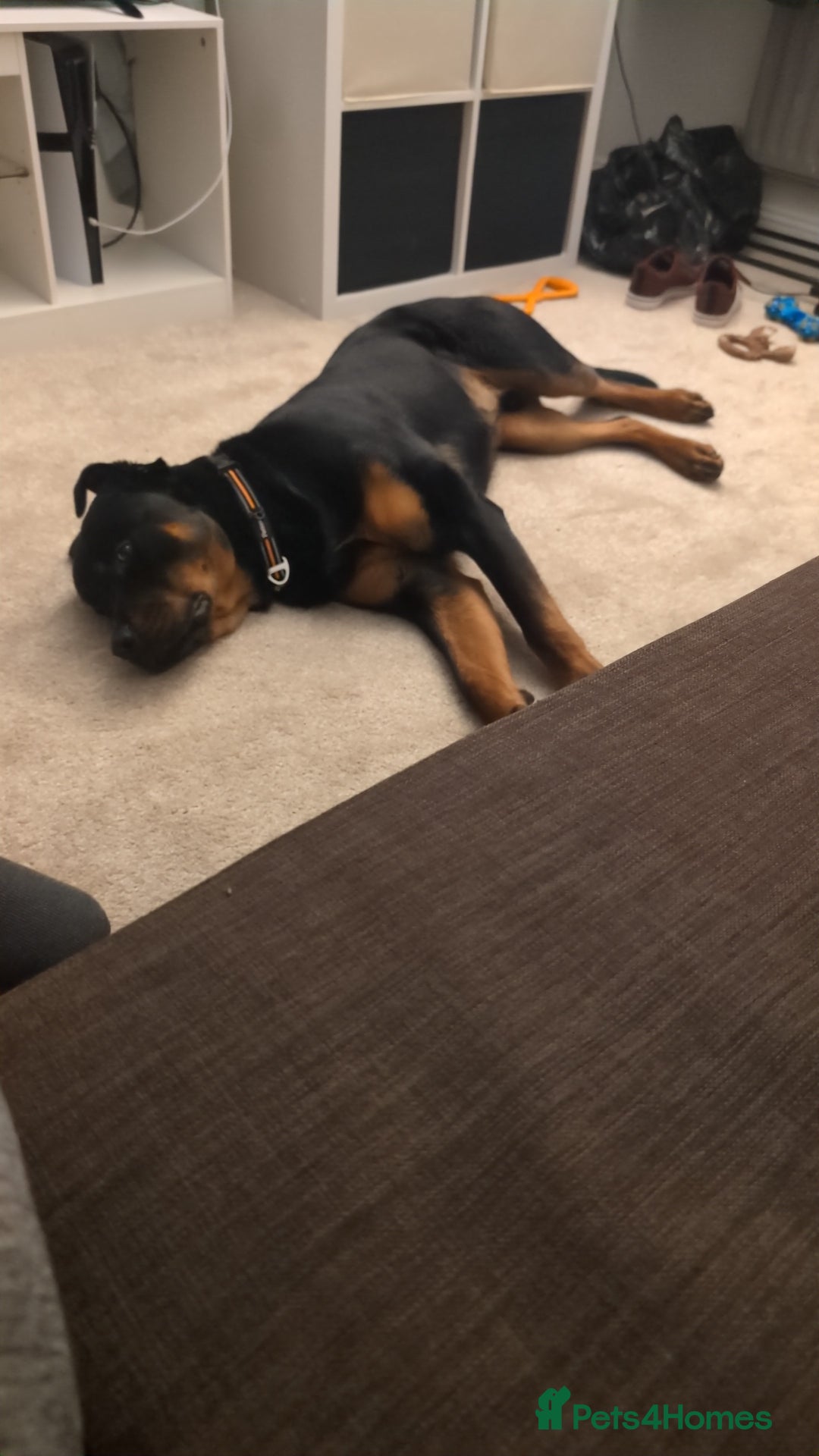 Rottweiler dogs for sale: Max 10 month old Rottweiler boy  - Advert 5