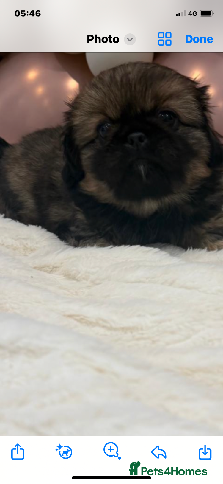 Pekingese dogs Pekingese puppies  - Advert 2