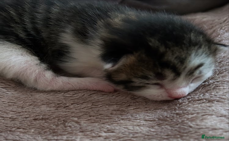 Mixed Breed cats - Advert 10