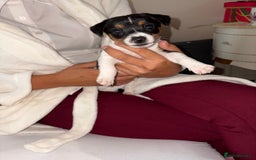 Jack Russell dogs for sale: Jack Russell Pure Breed Puppy’s  - Image 3