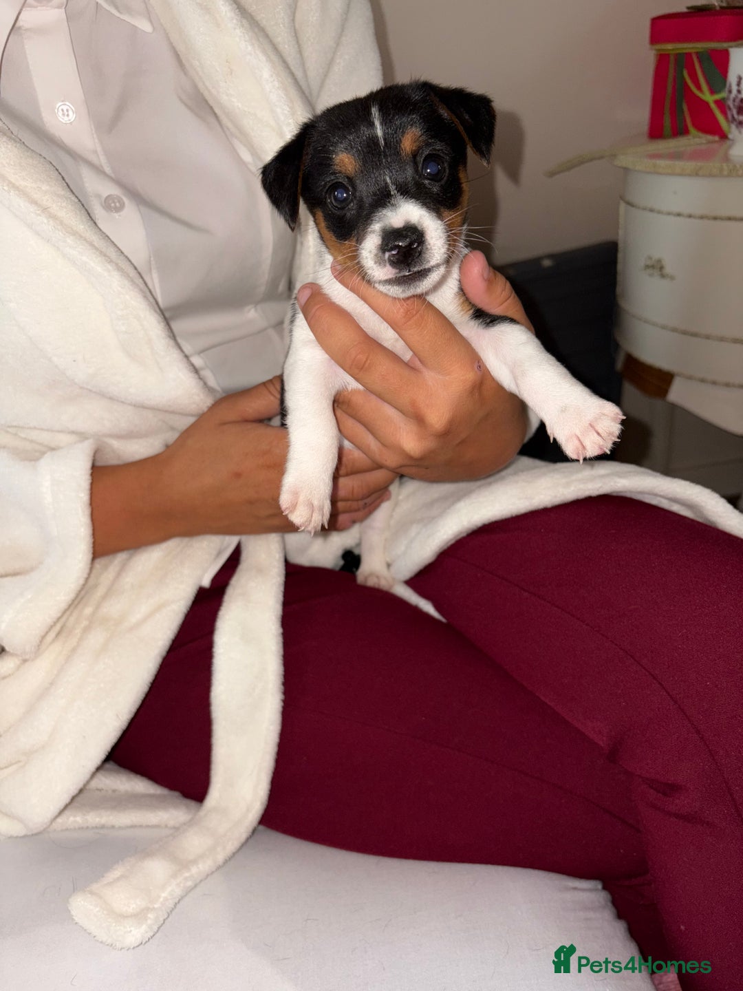 Jack Russell dogs for sale: Jack Russell Pure Breed Puppy’s  - Image 3