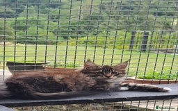 Maine Coon cats for sale: Maine Coon Kittens - Image 12