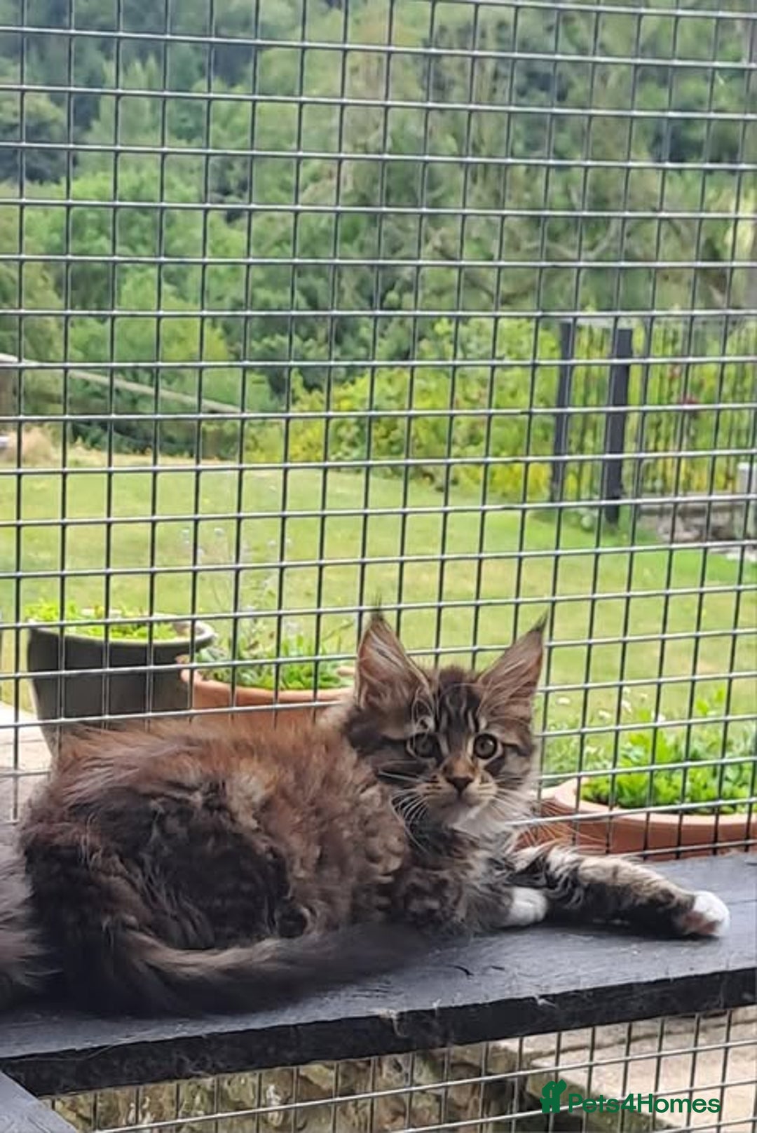 Maine Coon cats for sale: Maine Coon Kittens - Image 12