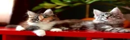 Maine Coon cats for sale: Maine Coon Kittens - Silver Tabby & Calico - Advert 9