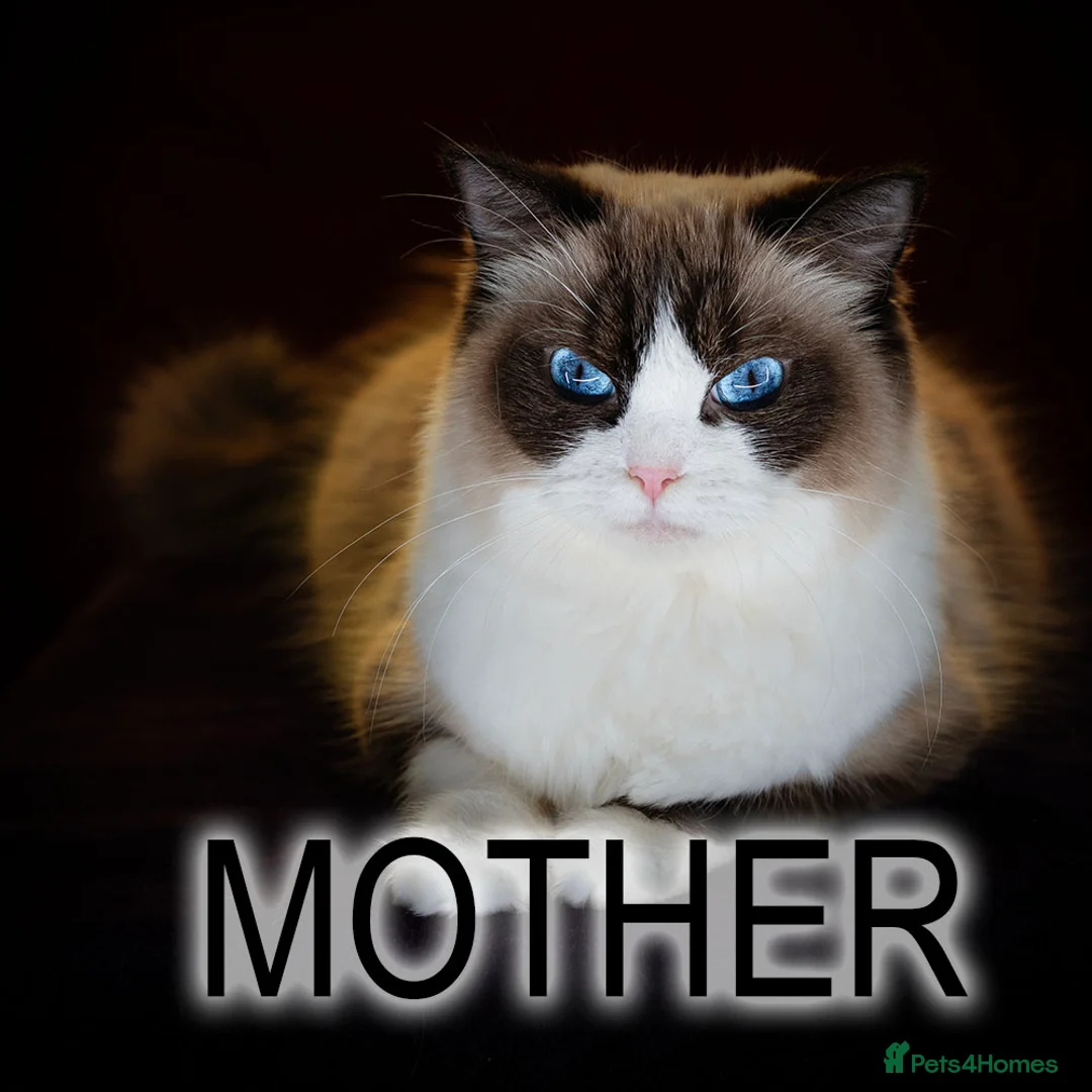 Ragdoll cats for sale: Ragdoll Kitten Boy ZPAA Champion! - Advert 2