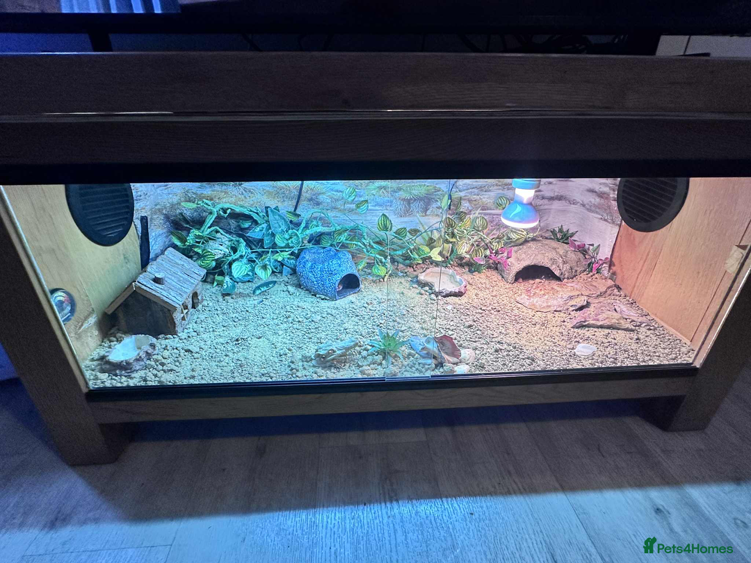 Leopard Gecko reptiles for sale: leopard gecko 5 years old - Advert 12