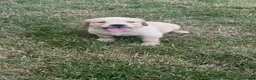 Golden Retriever dogs for sale: Quality golden retrievers  - Advert 31