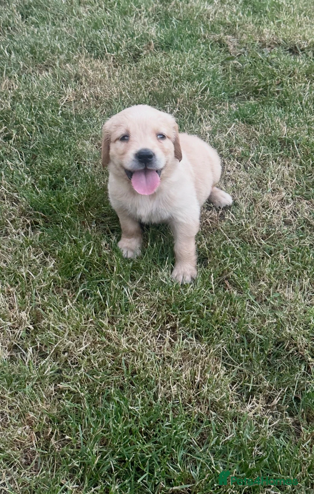 Golden Retriever dogs for sale: Quality golden retrievers  - Advert 31
