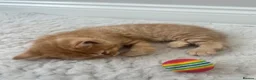 British Shorthair cats for sale: PEDIGREE BSH KITTENS  - Advert 9