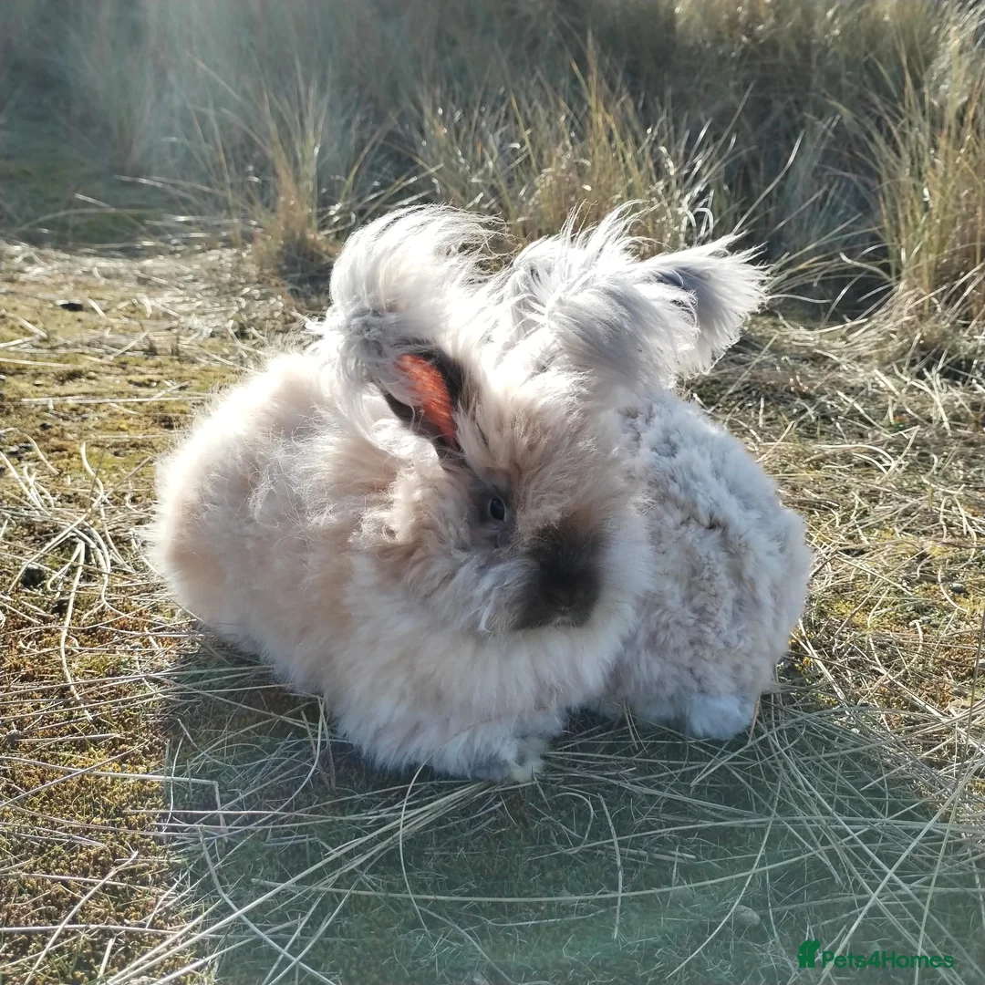 Lionhead rabbits for sale: English Fullface Angora Bunnies  - Advert 1