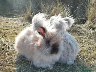 Lionhead rabbits Pure Breed Double Mained Lionhead Bunnies - Advert 23