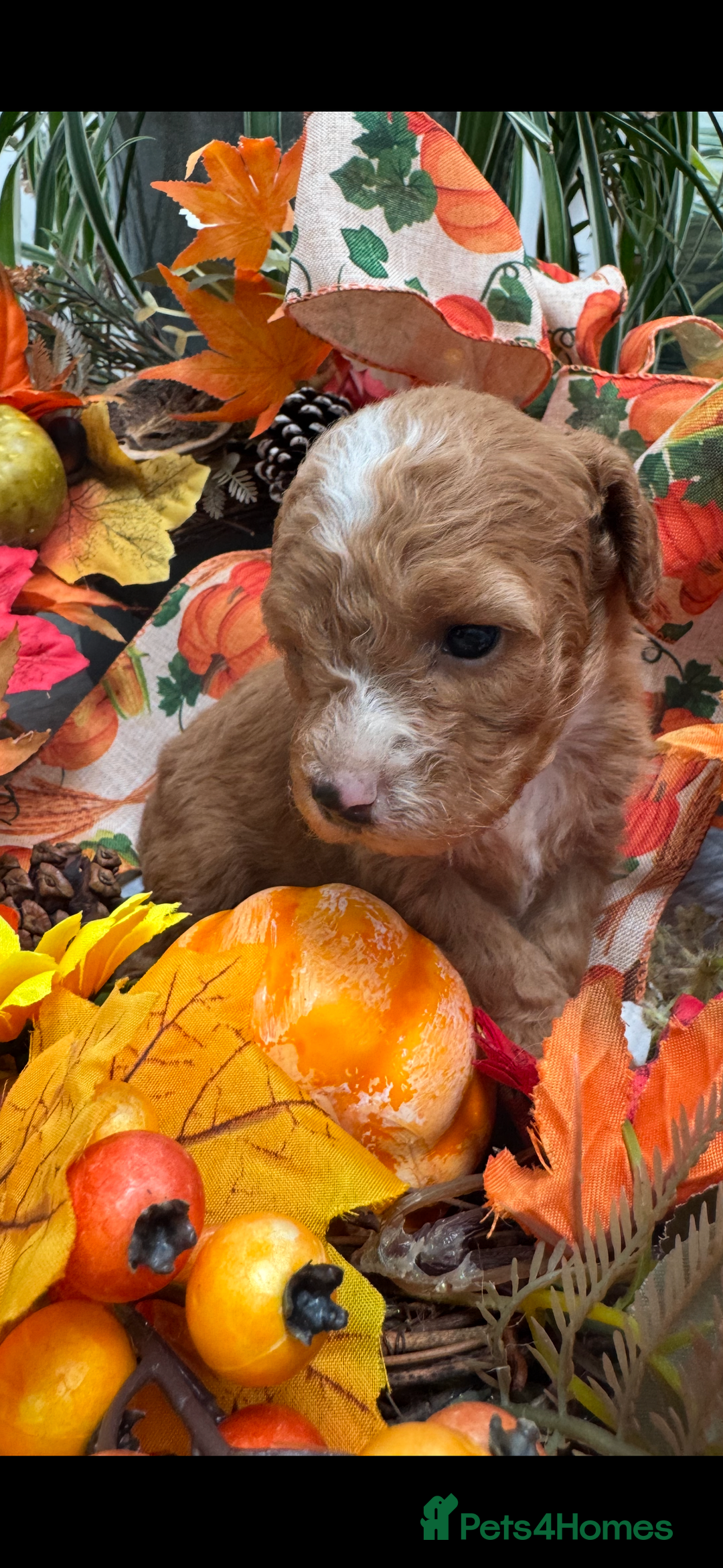 Cockapoo dogs for sale: STUNNING RED F1B COCKAPOO - Image 2
