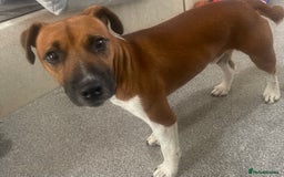 Plummer Terrier dogs for sale: One year old male - Image 6
