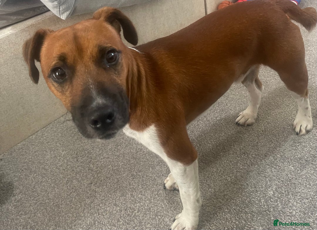 Plummer Terrier dogs for sale: One year old male - Image 6