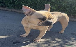 Mixed Breed dogs for sale: French bulldog x English bulldog  - Image 1