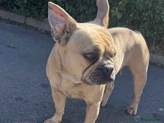 Mixed Breed dogs - Advert 1