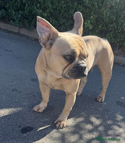 Mixed Breed dogs - Advert 2