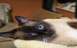 Persian cats for sale: Persian  - Image 23