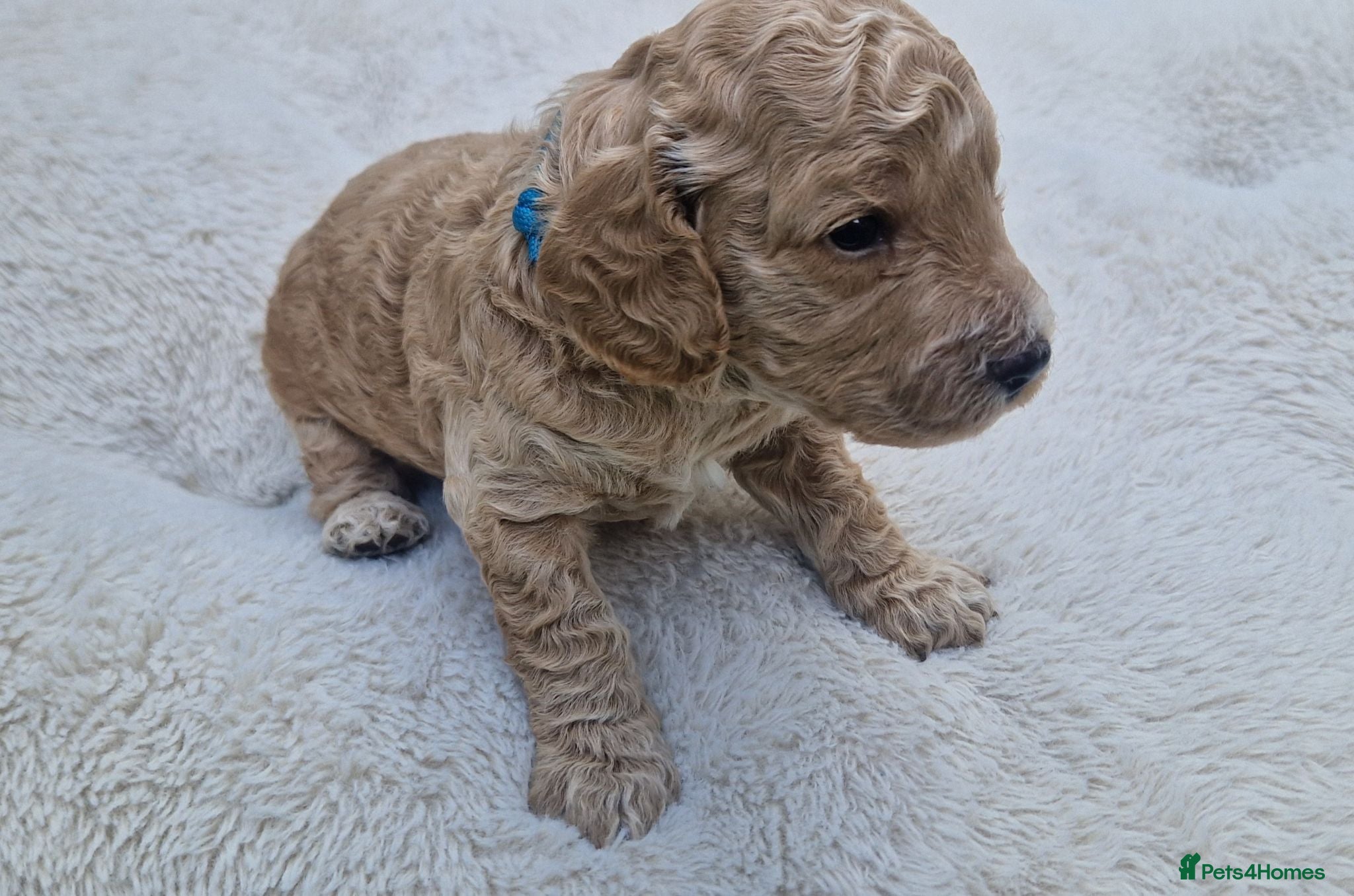 Cockapoo dogs Cockapoo Puppies Looking for Their Forever Homes - Advert 2
