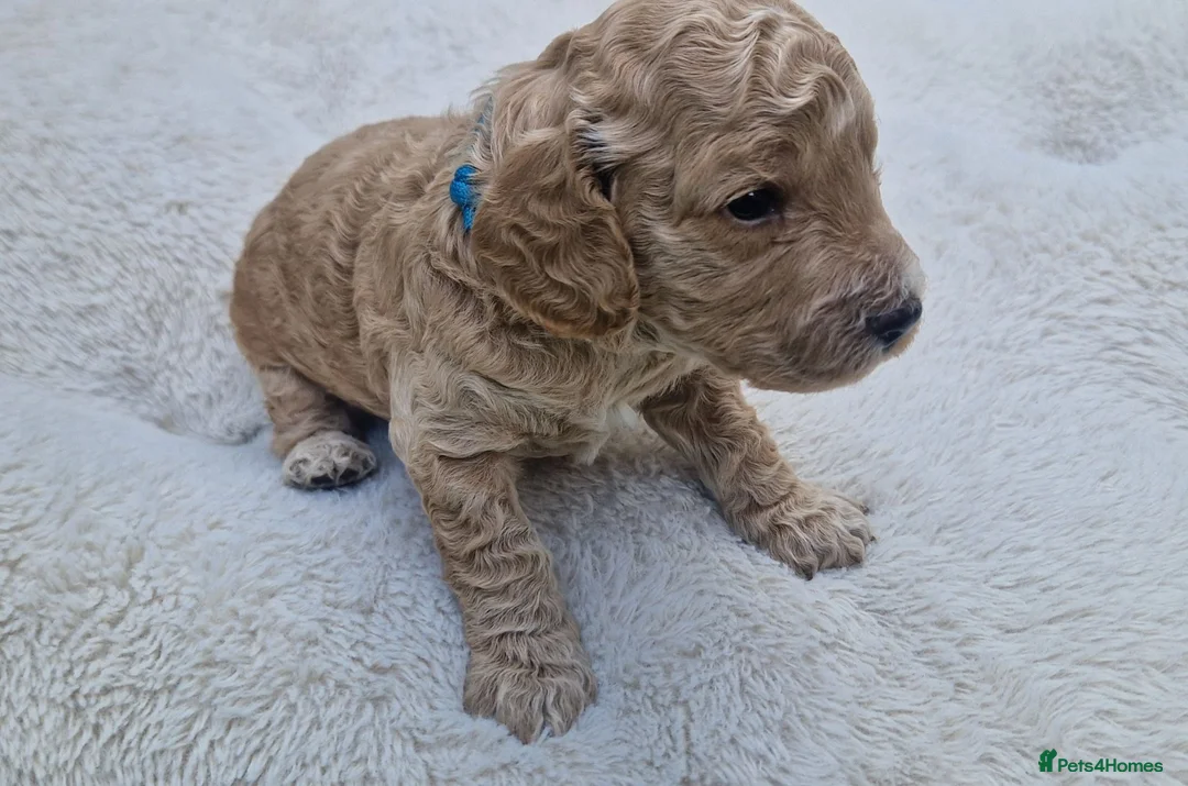 Cockapoo dogs for sale: Cockapoo Puppies Looking for Their Forever Homes in Reading - Advert 2