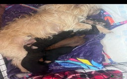 Yorkiepoo dogs for sale: Tiny Yorkipoos beautiful fluff balls puppies - Image 35