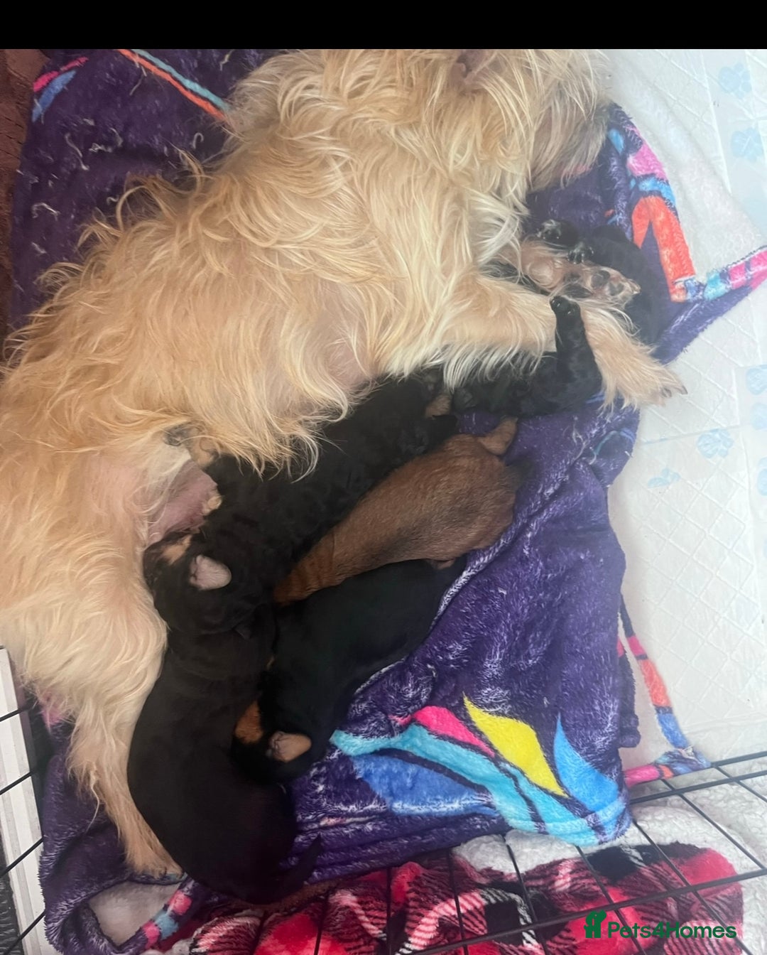 Yorkiepoo dogs for sale: Tiny Yorkipoos beautiful fluff balls puppies - Image 35
