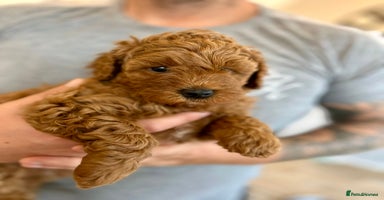 Cockapoo dogs - Advert 10