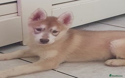 Siberian Husky dogs for sale: KC litter 5* rating by buyers REDUCED  - Image 26