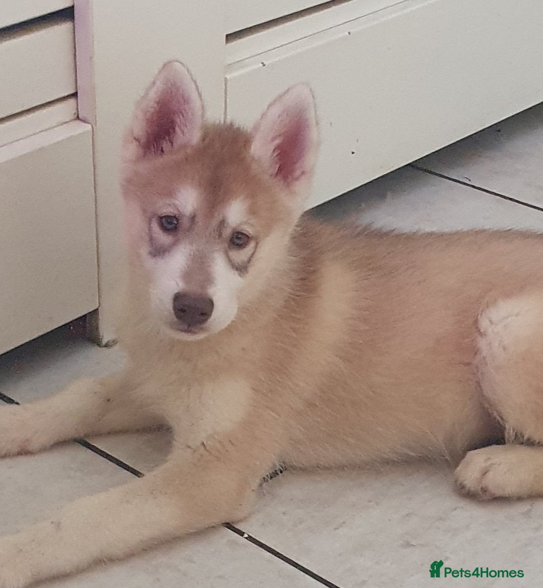 Siberian Husky dogs for sale: KC litter 5* rating by buyers REDUCED  - Image 26