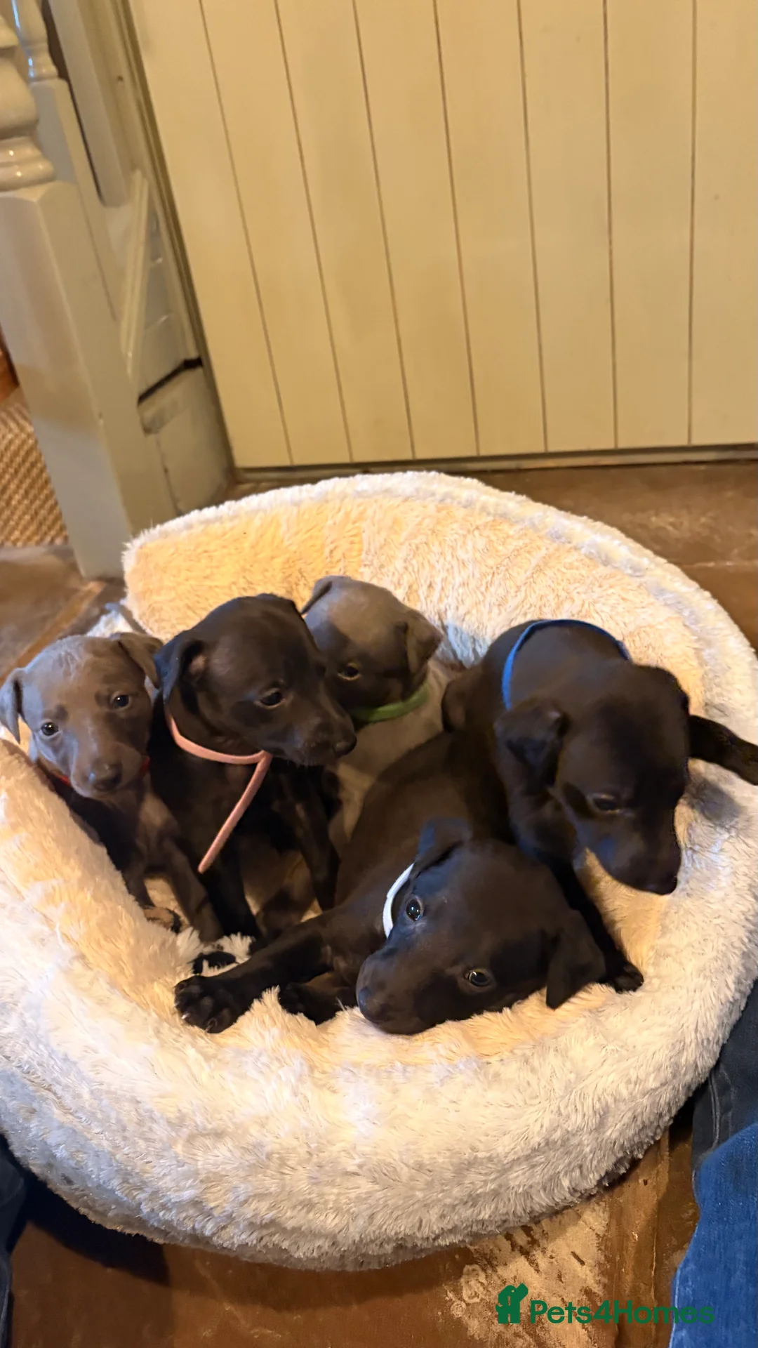 Whippet dogs for sale: KC whippet puppies - Advert 6