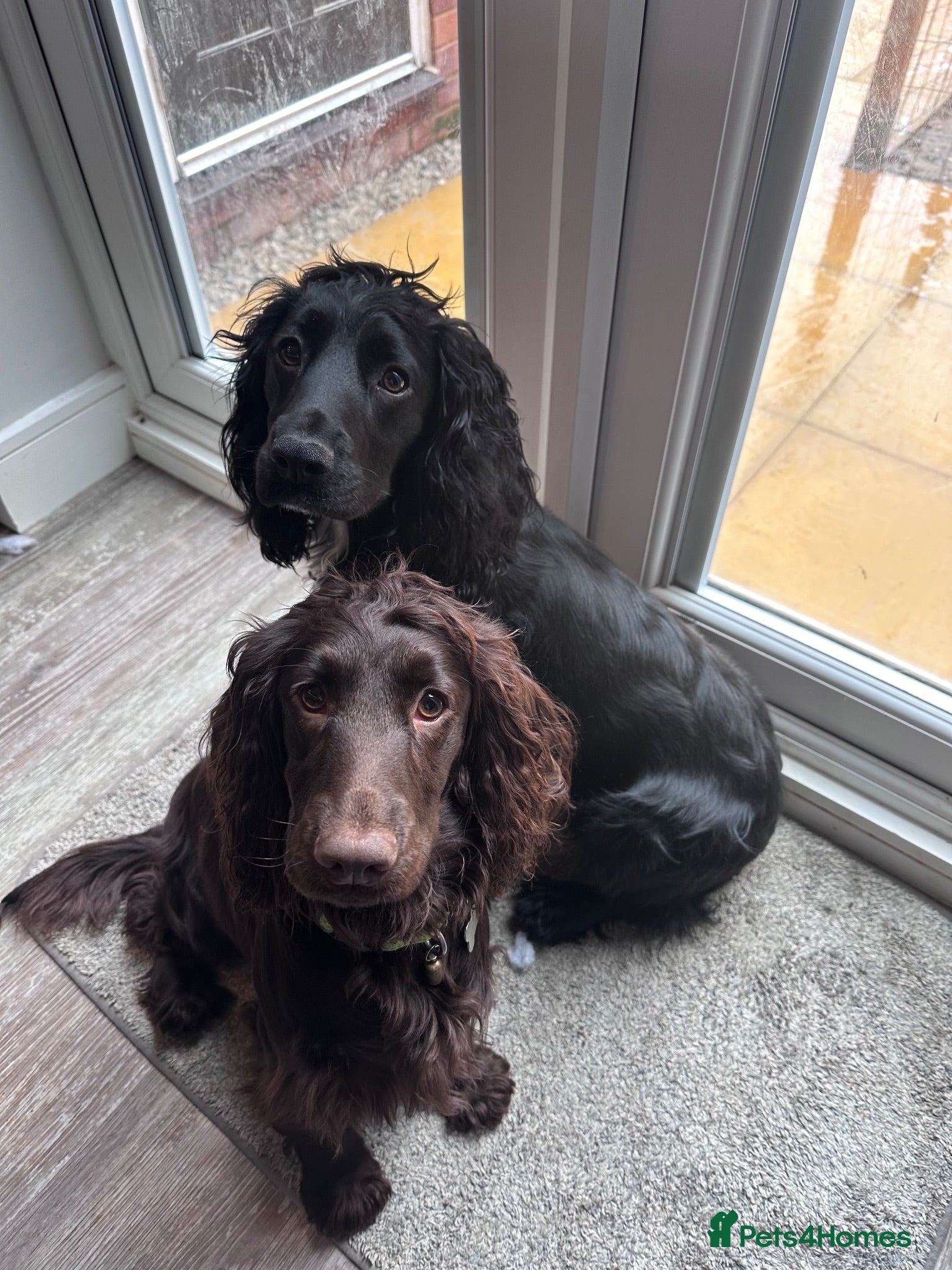 Cocker Spaniel dogs 2 Cocker Spaniels for re-homing.  - Advert 1