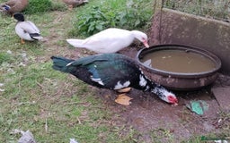 Ducks poultry for sale: A beautiful pair of Muscovy ducks  - Image 1