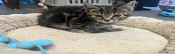 Mixed Breed cats for sale: Stunning 9 week old Tabby Female Kitten - Advert 6