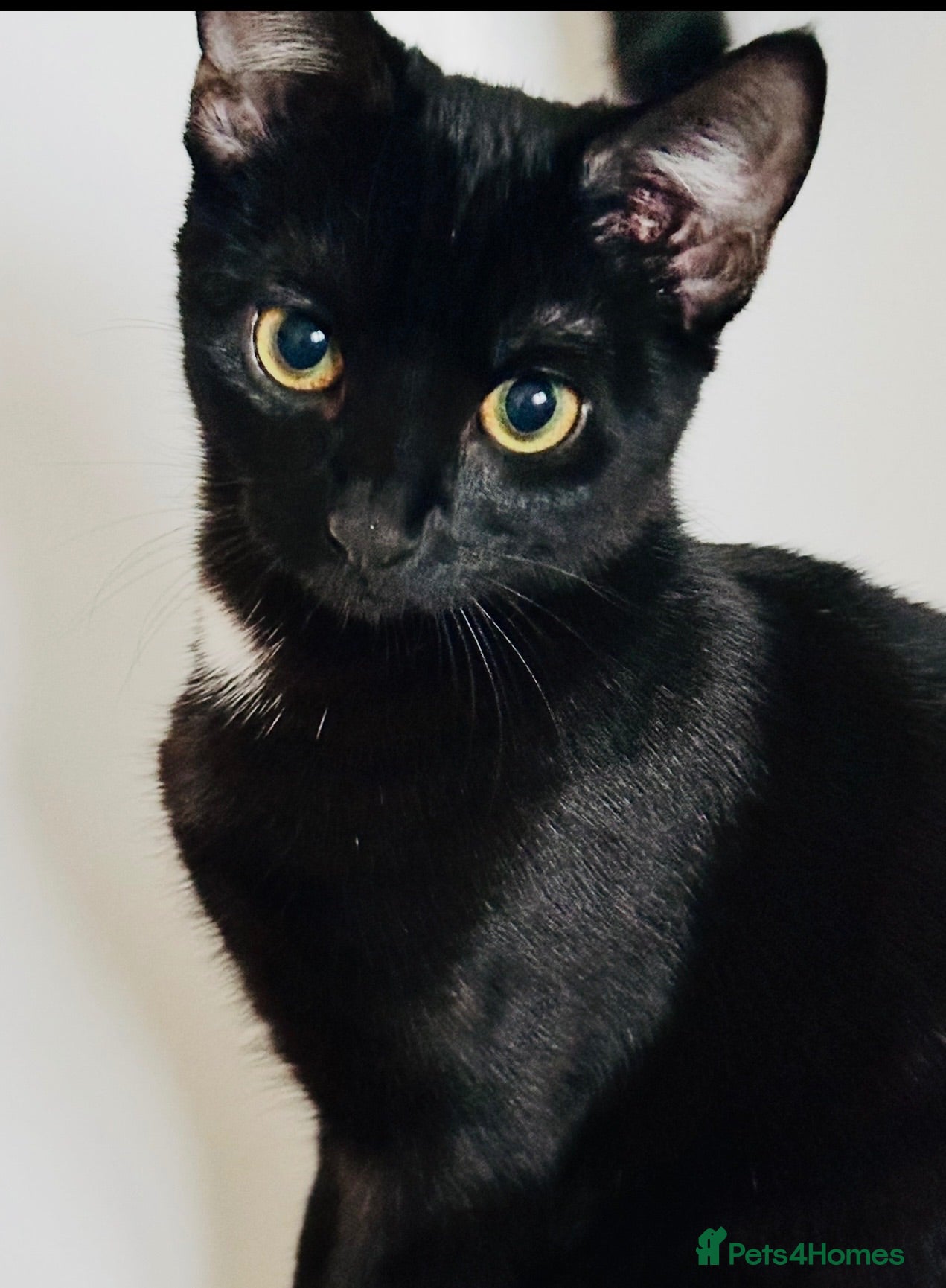 Mixed Breed cats 5 Beautiful Kittens For Loving Homes - Advert 2